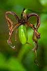 flower with brown dry leafs