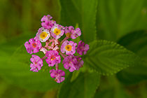 pink flower