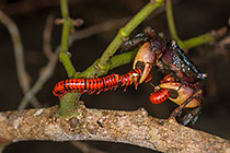 Mangroove crab eating shongololo