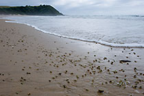 molluscs on beach
