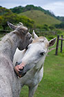 white horses cudling & grooming
