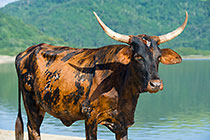 cows at lagoon