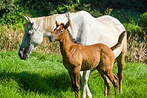 horses in paddock