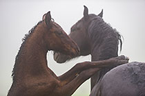 young calf playing with stalion horse in paddock under rain