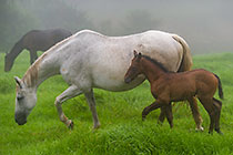 young calf playing with stalion horse in paddock under rain