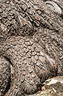 ??? Clanwilliam cedar tree trunk & bark