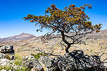 ??? Clanwilliam cedar tree dying