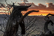 Dead cedar tree at sunset
