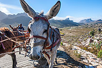 donkey cart climbing road