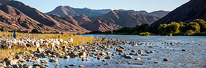 sheeps near Orange river