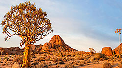 Quiver Tree Valley