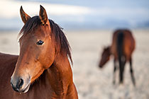 Horses
