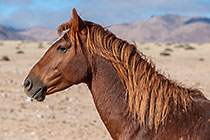 wild horses in plain + mountains