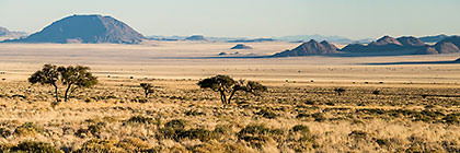 camel thorn trees in grass plain | Acacia erioloba