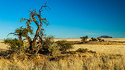 camel thorn trees growing in Khoichab riverbed