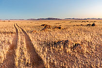Track after sunset