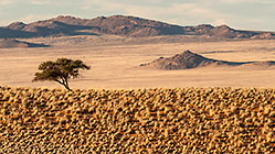 camel thorn tree on grass overgrown sand dunes + mountains