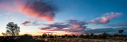 tree silhouettes after sunset