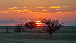 trees & pan at sunset