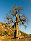 baobab tree near village