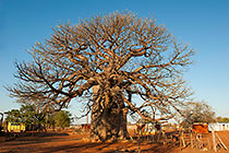baobab tree in village