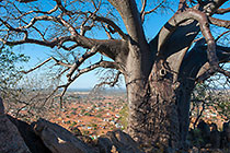 baobab tree on hill + village in plain