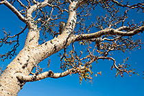 paperbark tree