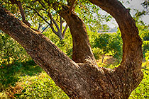 Acacia tree