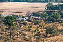 baobab trees in plain along Limpopo river