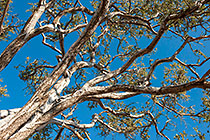 tree branches