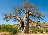 big baobab tree