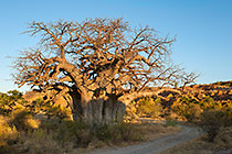 dirt road near big baobab tree at sunset