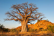 big baobab tree & hill at sunset