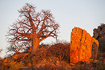 big baobab trees & hill at sunrise