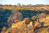 big baobab trees & hill at sunrise