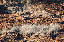 silver dry grass on rocky soil