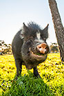 pot belly pig talking
