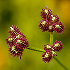 grass flower