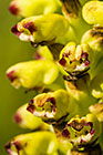 Corycium orobanchoides | Orchidoideae | monkshood orchid | flowers