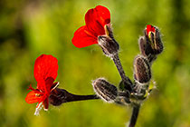 Pelargonium fulgidum | Geraniaceae | celandine-leaf pelargonium | flowers