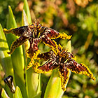 Ferraria crispa | Iridaceae | spider iris | flowers