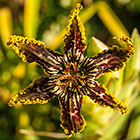 Ferraria crispa | Iridaceae | spider iris | flower
