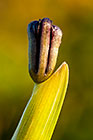 Ferraria crispa | Iridaceae | spider iris | flower bud