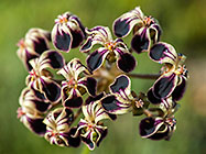 Pelargonium lobatum | Geraniaceae | vine-leaf pelargonium | flowers