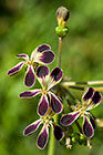 Pelargonium lobatum | Geraniaceae | vine-leaf pelargonium | flowers