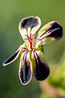 Pelargonium lobatum | Geraniaceae | vine-leaf pelargonium | flowers