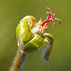 Pelargonium lobatum | Geraniaceae | vine-leaf pelargonium | flower pistil