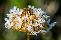flower with water droplets