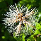 flower with water droplets