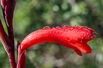 Watsonia cocinea | Iridaceae | watsonia | flower with water droplets